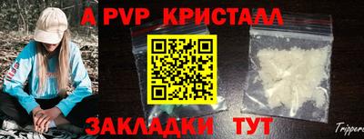 спайс Кингисепп